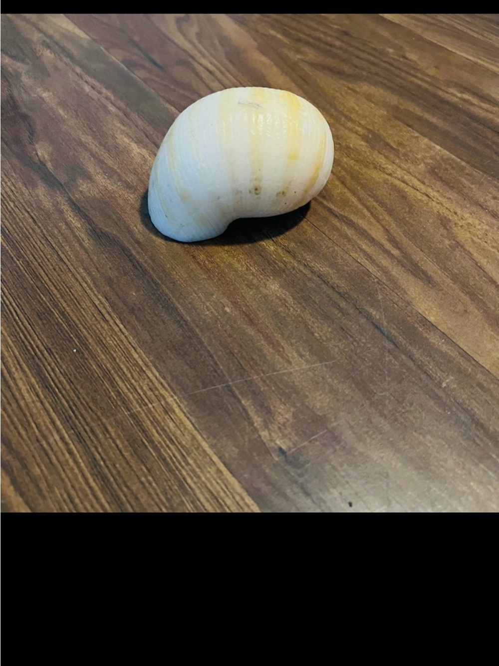 Handcrafted Small Cream  Tan Conch Shell Candle Vintage